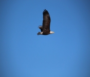 2014 03 02 RedWing 005